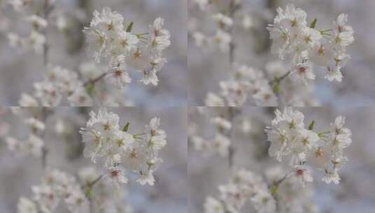 4K春天阳光下樱花开放摇晃高清在线视频素材下载