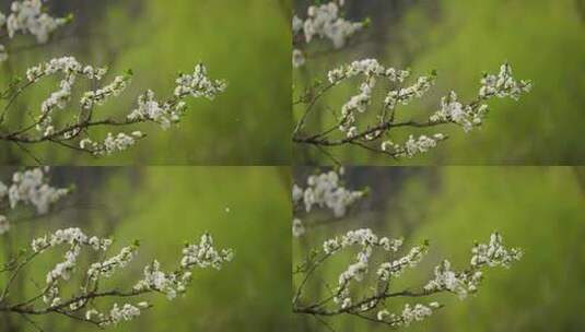 春雨中的梨花高清在线视频素材下载