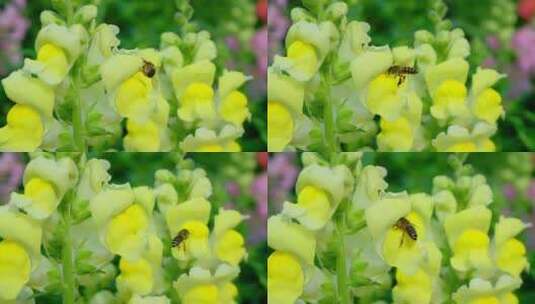 蜜蜂飞舞采花粉采蜜 金鱼草花丛中高清在线视频素材下载