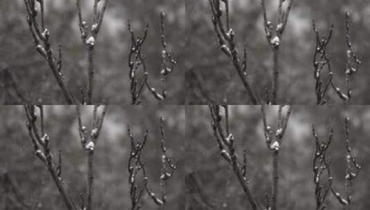 雪天中的树枝树干高清在线视频素材下载