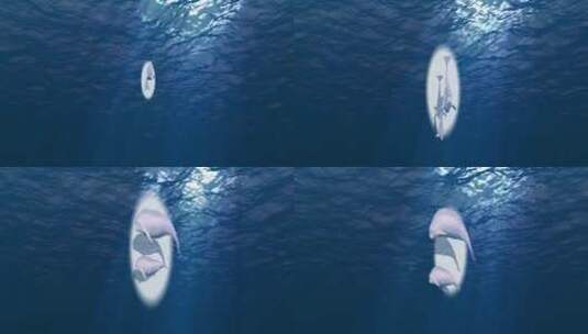 海底江豚深海背景高清在线视频素材下载