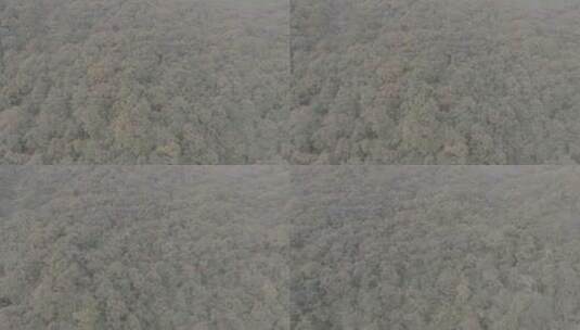 航拍森林竹林秋季自然之美高清在线视频素材下载