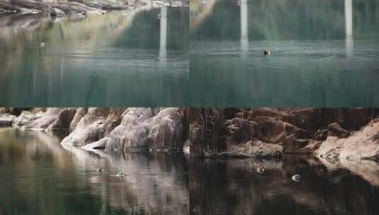 浙西峡谷间水面上的两只鸭子高清在线视频素材下载