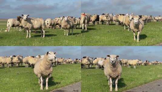草原上的绵羊高清在线视频素材下载