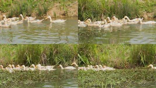 农村散养鸭子成群结队池塘游泳高清在线视频素材下载