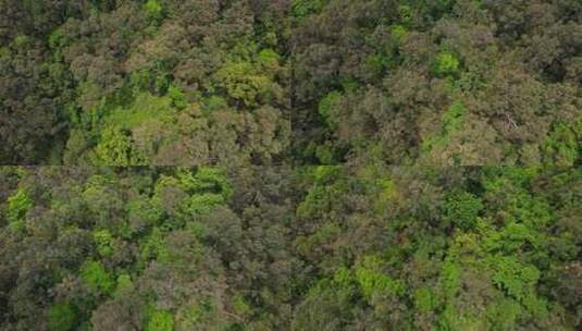 航拍绿色森林植被景观高清在线视频素材下载