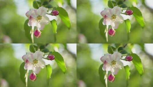 苹果树花苹果花果树开花风吹花瓣高清在线视频素材下载