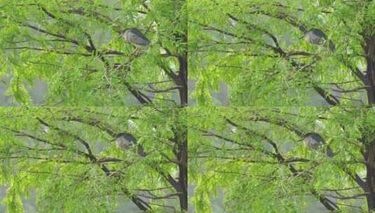 树上悠闲的鸟儿A高清在线视频素材下载