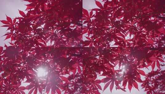 阳光透过树叶枫叶清新阳光夏日高清在线视频素材下载