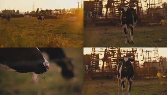 奶牛牧场清晨早上美景高清在线视频素材下载
