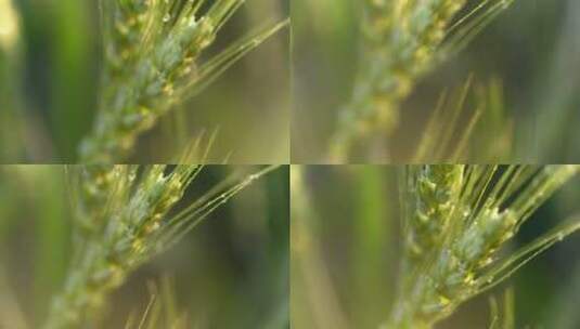 麦田小麦麦穗高清在线视频素材下载