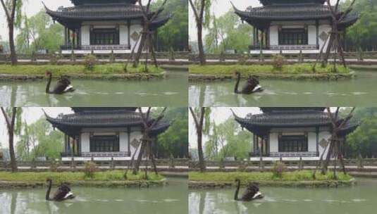 黑天鹅在古运河游泳中国风古建筑高清在线视频素材下载