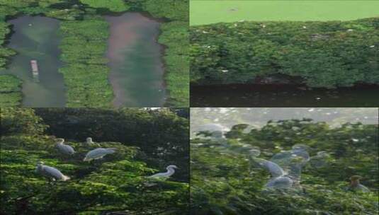 生态湿地白鹭鹭鸟特写竖版空镜高清在线视频素材下载