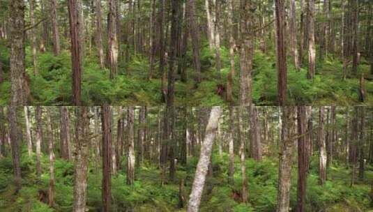 原始森林的树高清在线视频素材下载