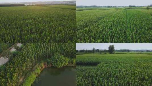 玉米地航拍 农田高清在线视频素材下载