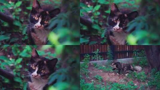 森林公园里的流浪猫高清在线视频素材下载