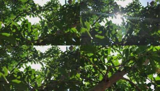 阳光穿过树叶高清在线视频素材下载
