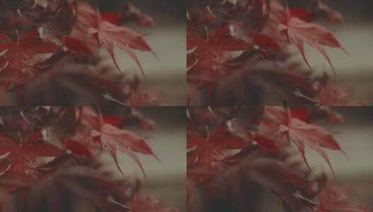秋天，枫叶随风吹动高清在线视频素材下载