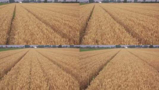 4k航拍准备要收割的成熟小麦高清在线视频素材下载