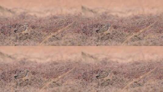 草堆上张望短耳鸮起飞捕食高清在线视频素材下载