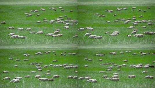 内蒙古辽阔的大草原羊群高清在线视频素材下载