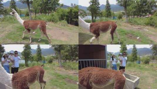 郴州东湖动物园美丽可爱的羊驼高清在线视频素材下载