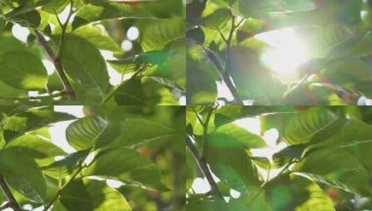 阳光下微微吹动的树叶高清在线视频素材下载