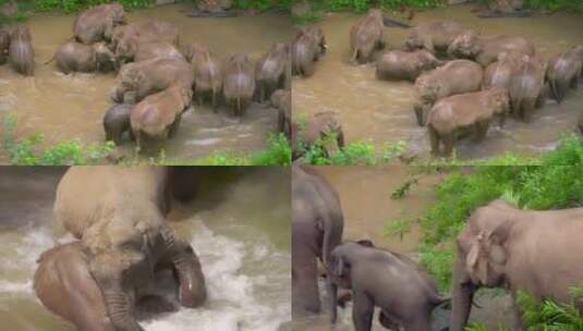 大象 象群 野生象  合集高清在线视频素材下载