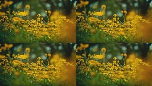 空镜花草植物蜜蜂高清在线视频素材下载