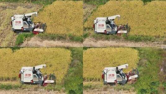 收割机收割水稻高清在线视频素材下载