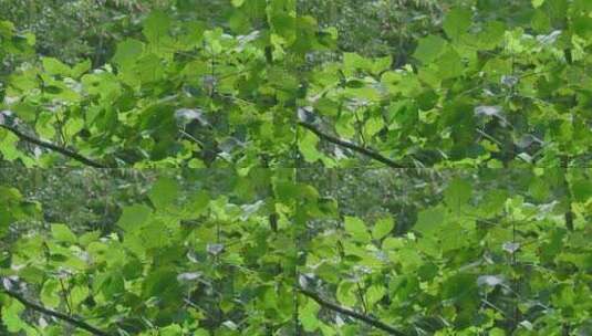 树林里的树叶高清在线视频素材下载