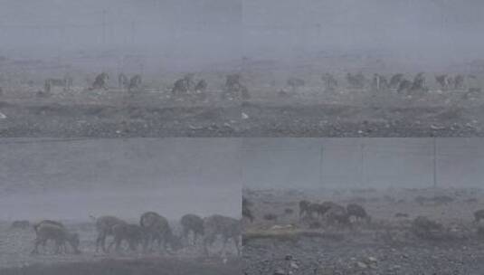 西藏大雪中的岩羊群高清在线视频素材下载