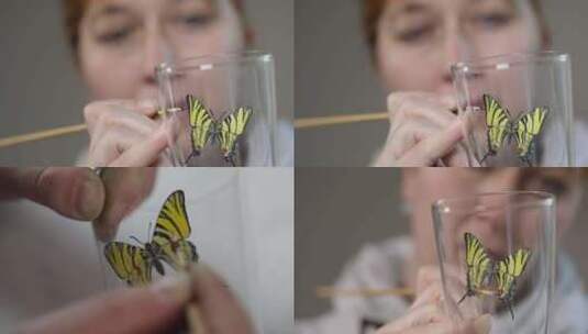 玻璃杯 绘画 蝴蝶高清在线视频素材下载