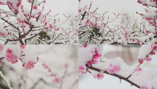 雪落粉色樱花高清在线视频素材下载