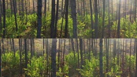 光影树林高清在线视频素材下载