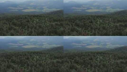 阿尔泰曼热罗克山区的深林高清在线视频素材下载