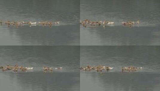 一群鸭子在水中觅食高清在线视频素材下载