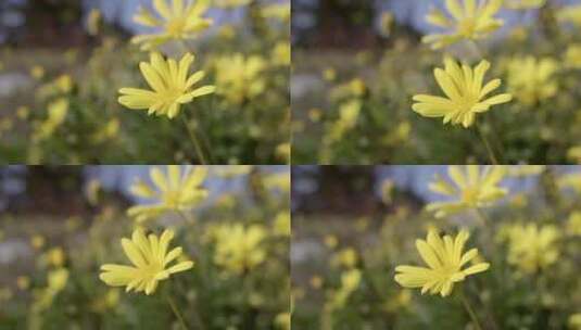 向日葵花卉特写慢动作高清在线视频素材下载