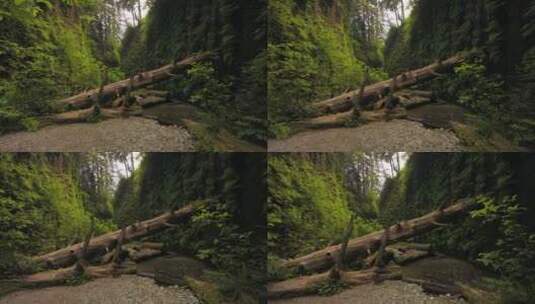 航拍森林中的小路高清在线视频素材下载
