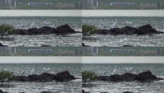 停留海边石头上的一群白鹭其中一只飞走高清在线视频素材下载