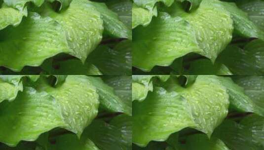 大型绿色植物在雨中落叶高清在线视频素材下载