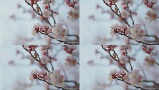 春天里的杏花高清在线视频素材下载