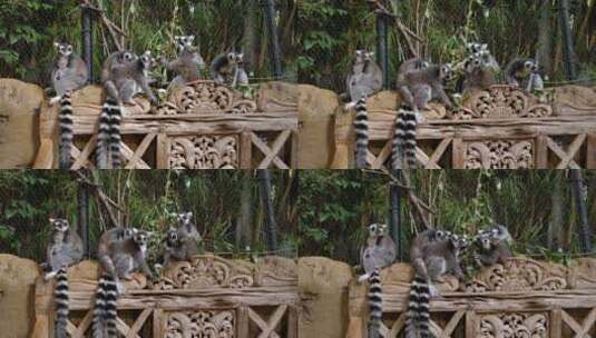 狐猴在动物园吃食物高清在线视频素材下载