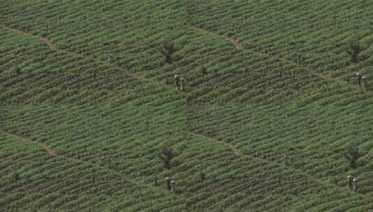 非洲农民走过田野的鸟瞰图高清在线视频素材下载