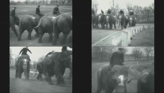 运动员骑着大象参加体育比赛高清在线视频素材下载