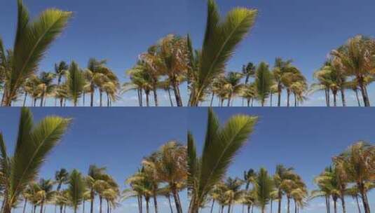 棕榈树和蓝天高清在线视频素材下载