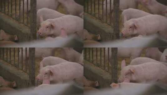 养猪场里的小猪仔高清在线视频素材下载
