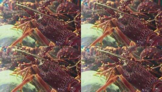 水下的龙虾高清在线视频素材下载