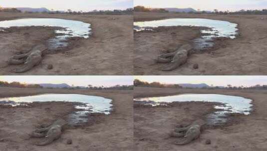 沙漠水坑旁躺着死去的大象高清在线视频素材下载