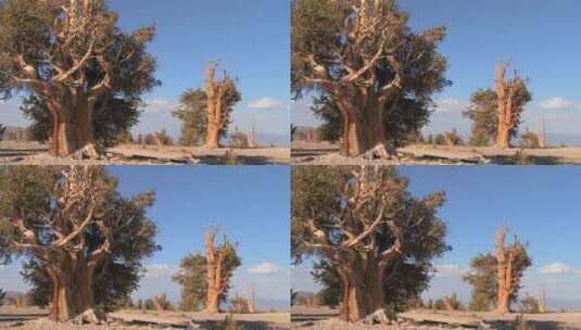 两棵古老的大树高清在线视频素材下载